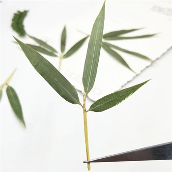 12 Adet Gerçek Doğal Preslenmiş Kurutulmuş Bambu yaprakları DIY Scrapbooking Telefon Kapak El Sanatları Şenlikli Parti Malzemeleri